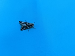Autographa californica