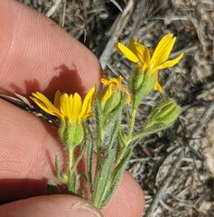 Deinandra pallida