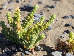 Nitrophila mohavensis