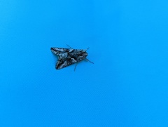 Autographa californica
