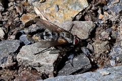 Tachinidae