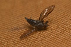 Symphoromyia