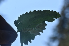 Agonopterix fusciterminella