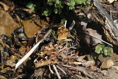 Phyciodes pulchella
