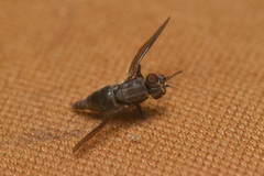 Symphoromyia