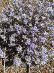 Eriastrum densifolium