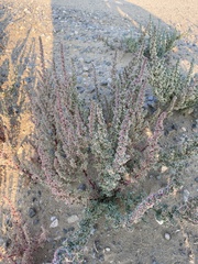 Halogeton