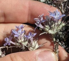 Eriastrum densifolium