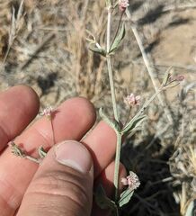 Eriogonum angulosum