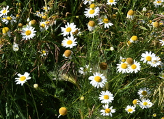 Matricaria chamomilla