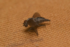 Symphoromyia