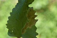 Agonopterix fusciterminella