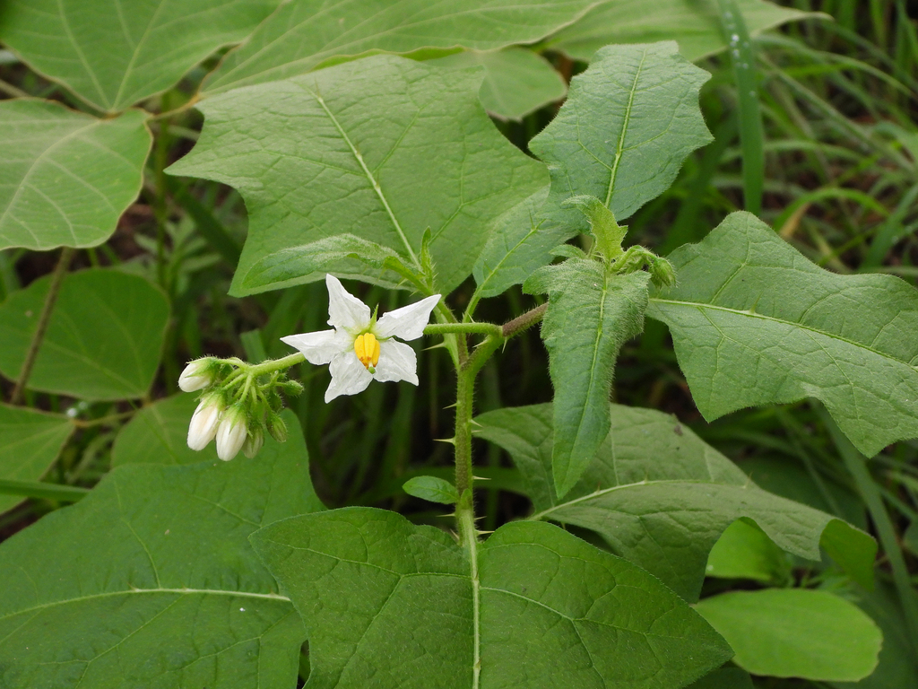 Solanum carolinense