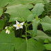 Solanum carolinense - Photo (c) Chuangzao,  זכויות יוצרים חלקיות (CC BY-NC), הועלה על ידי Chuangzao