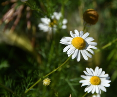 Matricaria chamomilla