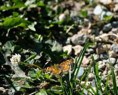 Phyciodes mylitta