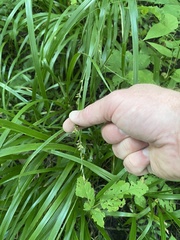 Diarrhena obovata