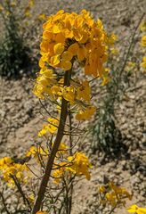 Erysimum capitatum