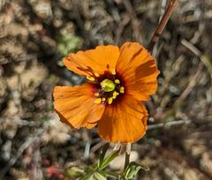 Papaver heterophyllum