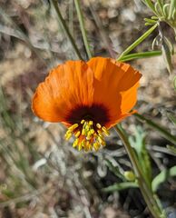 Papaver heterophyllum