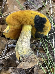 Neoboletus