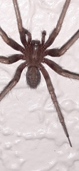 Tegenaria domestica