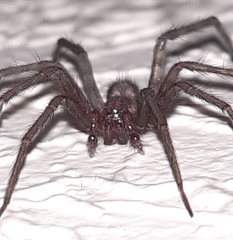 Tegenaria domestica