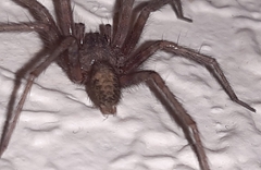 Tegenaria domestica