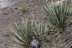 Yucca glauca