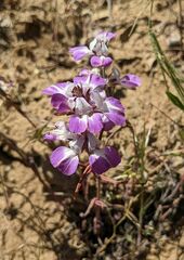 Collinsia