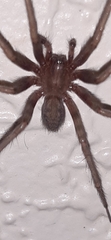 Tegenaria domestica
