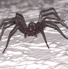 Tegenaria domestica