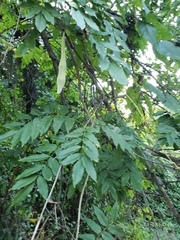 Wisteria sinensis