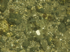 Pleuronichthys coenosus