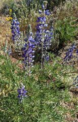 Lupinus