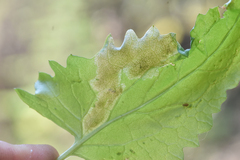 Agonopterix fusciterminella
