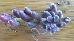 Crassothonna cacalioides