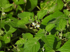 Solanum sarrachoides