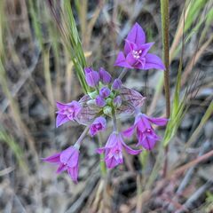 Allium peninsulare