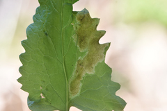 Agonopterix fusciterminella