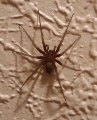 Tegenaria domestica