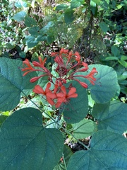 Clerodendrum