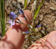 Gilia