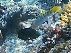 Halichoeres hortulanus