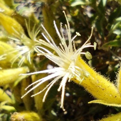 Silene parishii