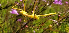 Stagmomantis floridensis