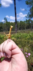 Stagmomantis floridensis