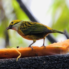 Tangara icterocephala
