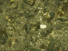 Pleuronichthys coenosus