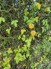 Citrus trifoliata